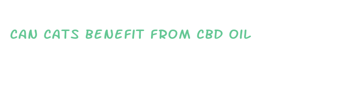 can cats benefit from cbd oil