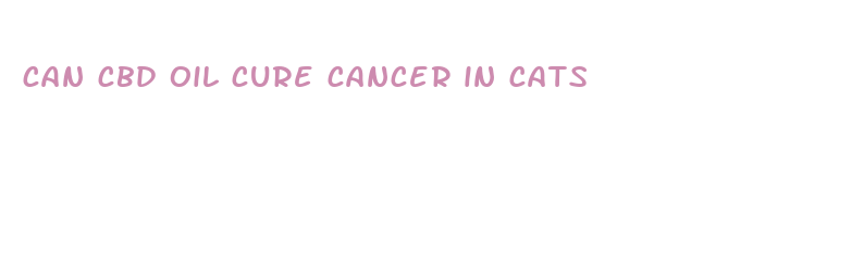 can cbd oil cure cancer in cats