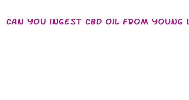 can you ingest cbd oil from young living