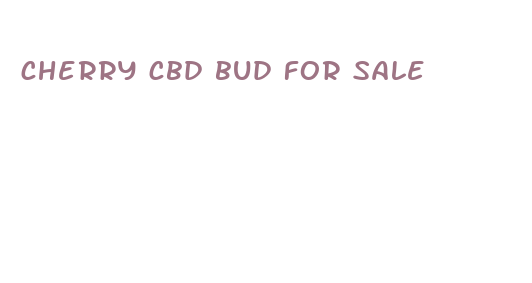 cherry cbd bud for sale