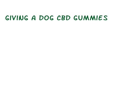 giving a dog cbd gummies