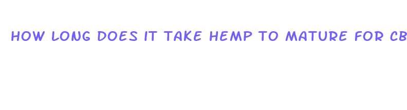 how long does it take hemp to mature for cbd