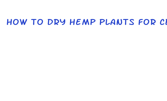 how to dry hemp plants for cbd oil