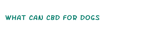 what can cbd for dogs