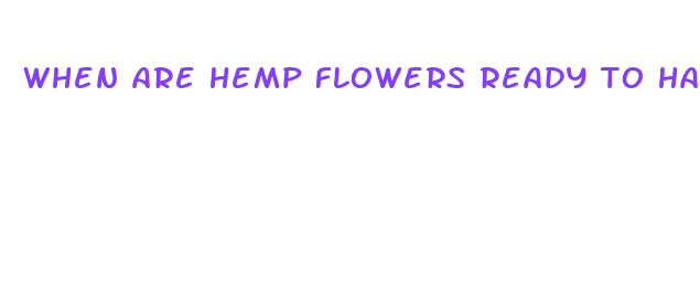 when are hemp flowers ready to harvest for cbd