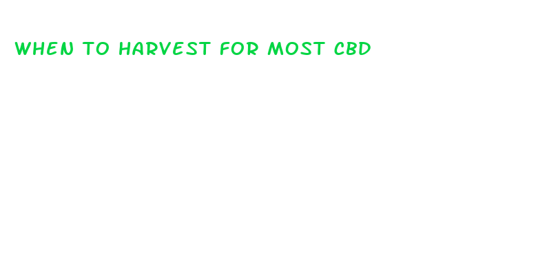 when to harvest for most cbd