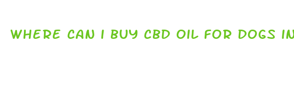 where can i buy cbd oil for dogs in store