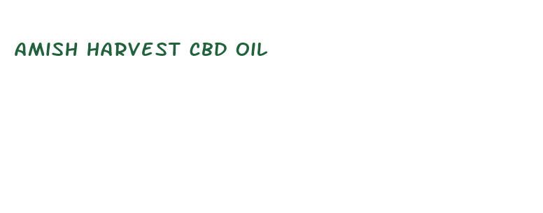 amish harvest cbd oil