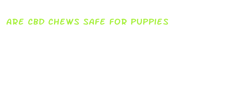 are cbd chews safe for puppies