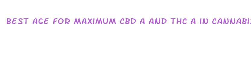 best age for maximum cbd a and thc a in cannabis plant