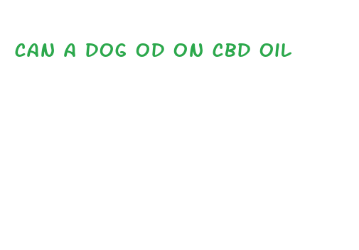 can a dog od on cbd oil