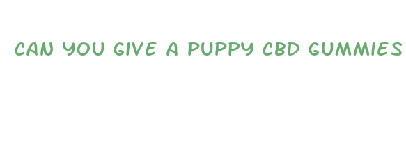 can you give a puppy cbd gummies