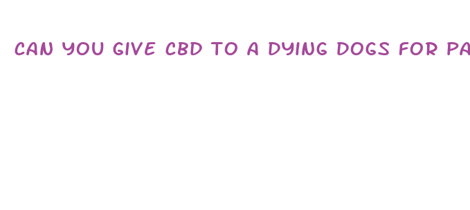 can you give cbd to a dying dogs for pain