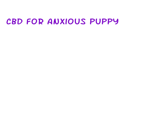 cbd for anxious puppy