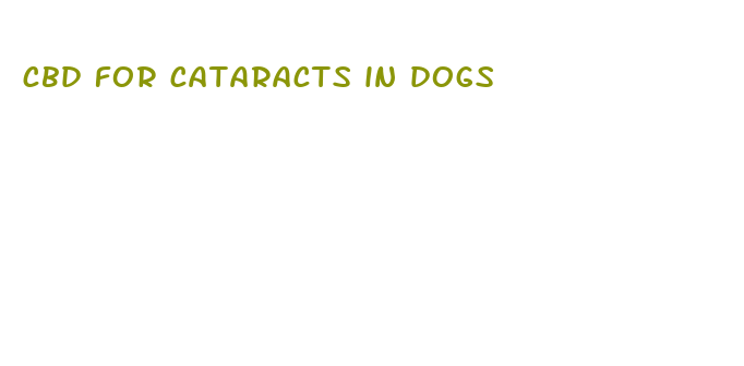 cbd for cataracts in dogs