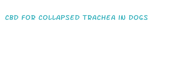 cbd for collapsed trachea in dogs