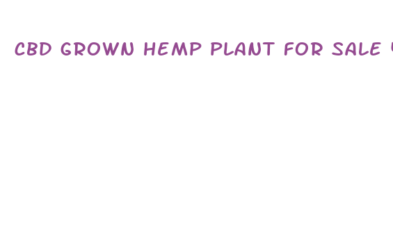 cbd grown hemp plant for sale 400