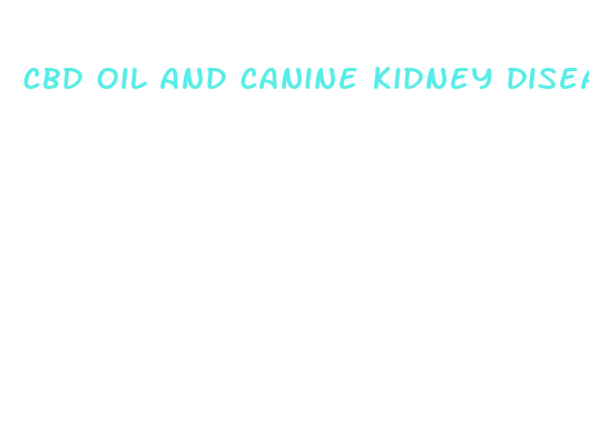 cbd oil and canine kidney disease