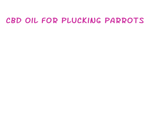 cbd oil for plucking parrots