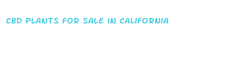 cbd plants for sale in california