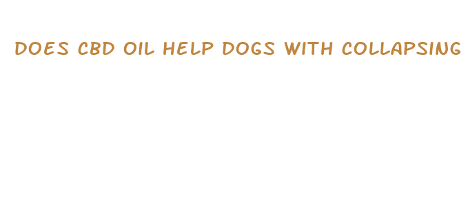 does cbd oil help dogs with collapsing trachea