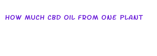 how much cbd oil from one plant