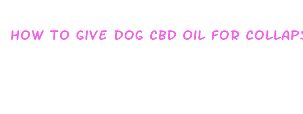 how to give dog cbd oil for collapsed trachea