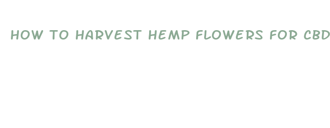 how to harvest hemp flowers for cbd