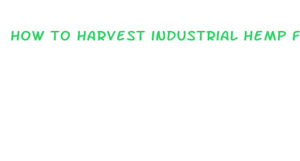 how to harvest industrial hemp for cbd oil