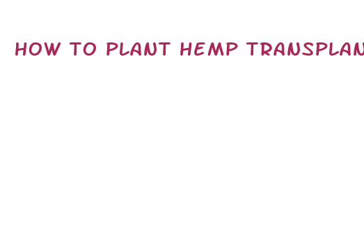 how to plant hemp transplants for cbd