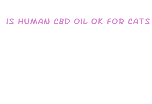 is human cbd oil ok for cats