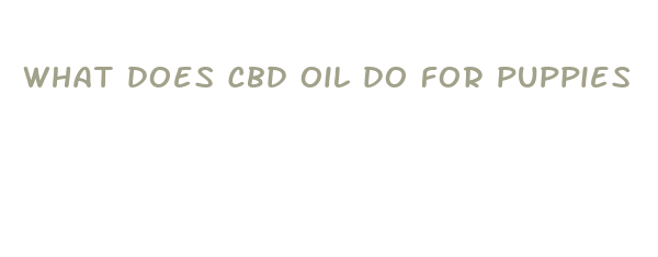 what does cbd oil do for puppies