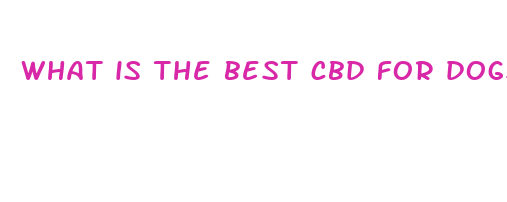 what is the best cbd for dogs