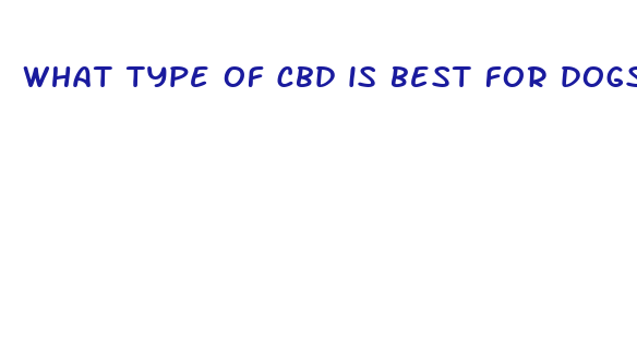 what type of cbd is best for dogs