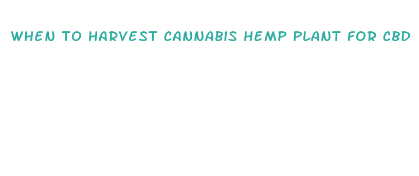 when to harvest cannabis hemp plant for cbd