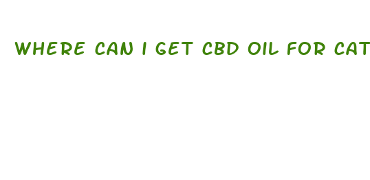 where can i get cbd oil for cats