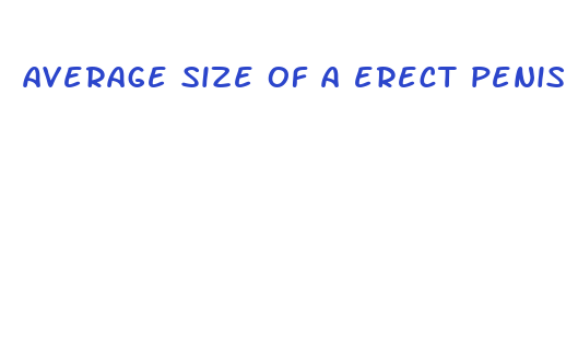 average size of a erect penis