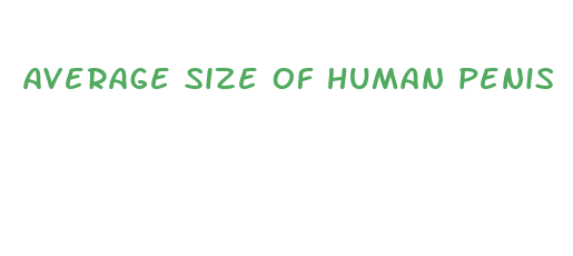 average size of human penis