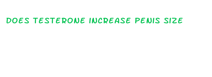 does testerone increase penis size