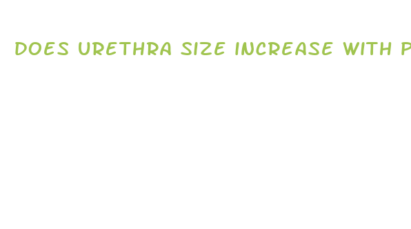 does urethra size increase with penis size