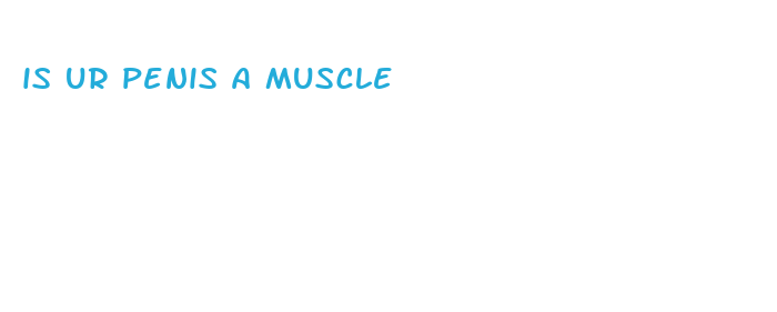 is ur penis a muscle