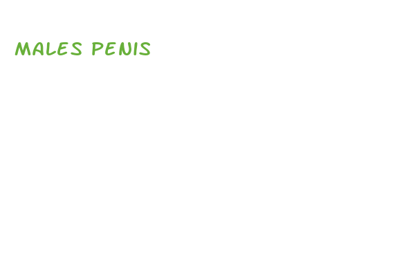 males penis