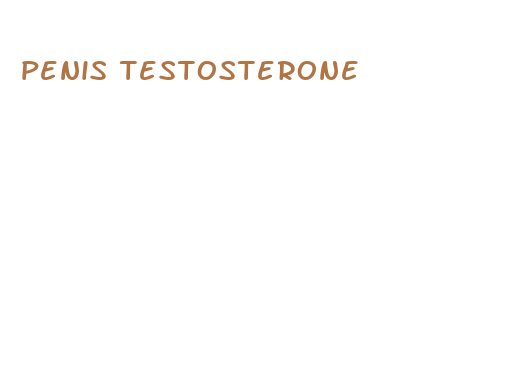 penis testosterone