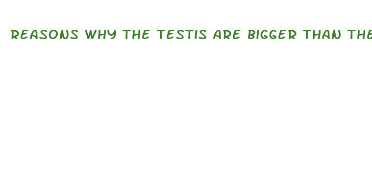 reasons why the testis are bigger than the penis