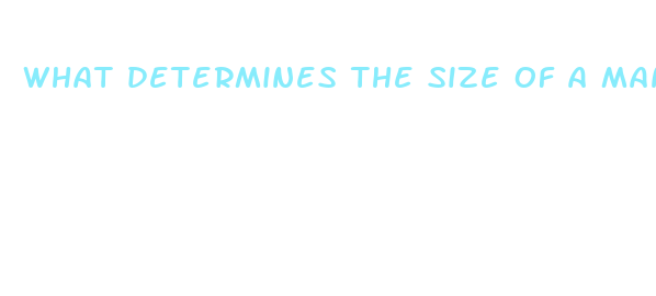 what determines the size of a man s penis