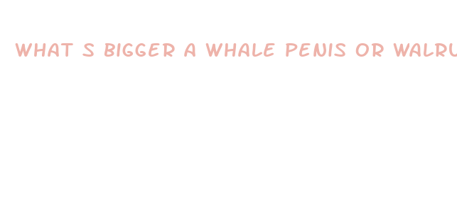 what s bigger a whale penis or walrus