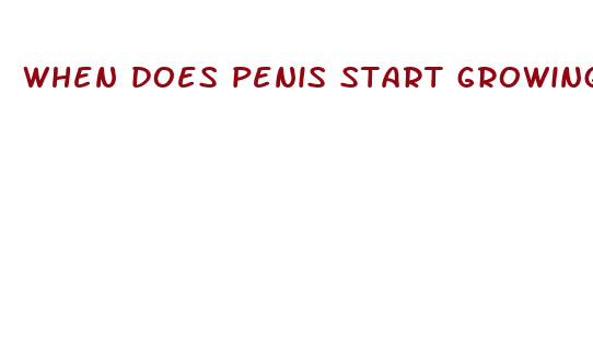 when does penis start growing