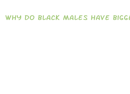 why do black males have bigger penis