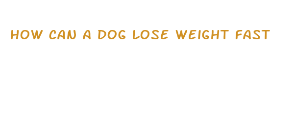 how can a dog lose weight fast