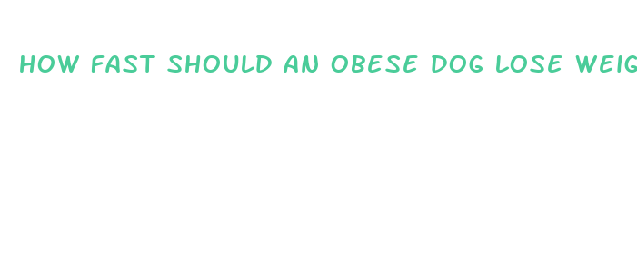 how fast should an obese dog lose weight